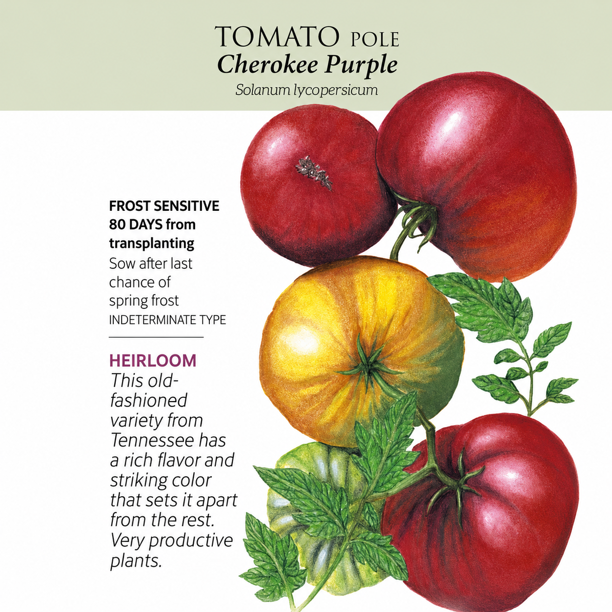 Greenhaus Gardening Tomato Seeds Pole Tomato for Large 10–12 oz Fruits