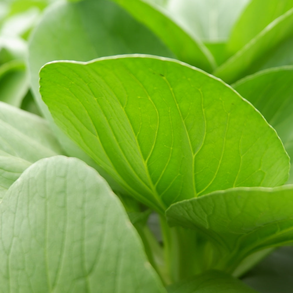 Greenhaus Gardening Bok Choy Seeds Baby Bok Choy for Raised Bed Gardening