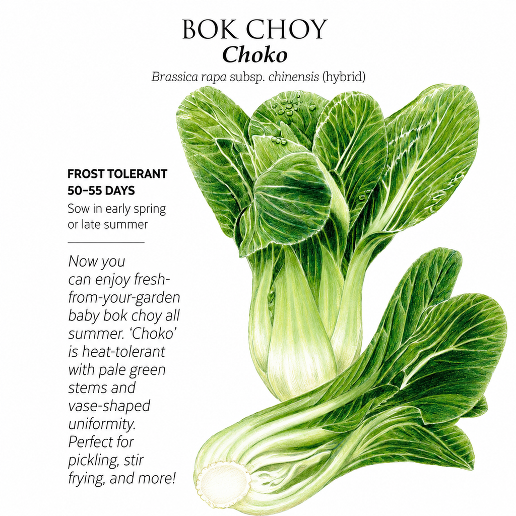 Greenhaus Gardening Bok Choy Seeds Baby Bok Choy for Raised Bed Gardening