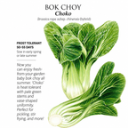 Greenhaus Gardening Bok Choy Seeds Baby Bok Choy for Raised Bed Gardening