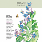 Greenhaus Gardening Borage Seeds Drought-Tolerant Herb for Garden Cover Crop