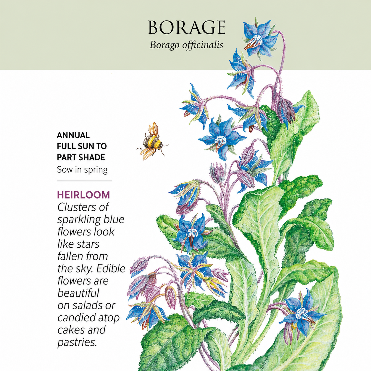 Greenhaus Gardening Borage Seeds Drought-Tolerant Herb for Garden Cover Crop