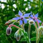 Greenhaus Gardening Borage Seeds Drought-Tolerant Herb for Garden Cover Crop