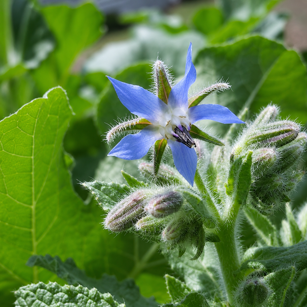 Greenhaus Gardening Borage Seeds Drought-Tolerant Herb for Garden Cover Crop