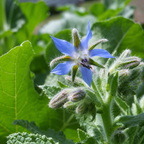 Greenhaus Gardening Borage Seeds Drought-Tolerant Herb for Garden Cover Crop