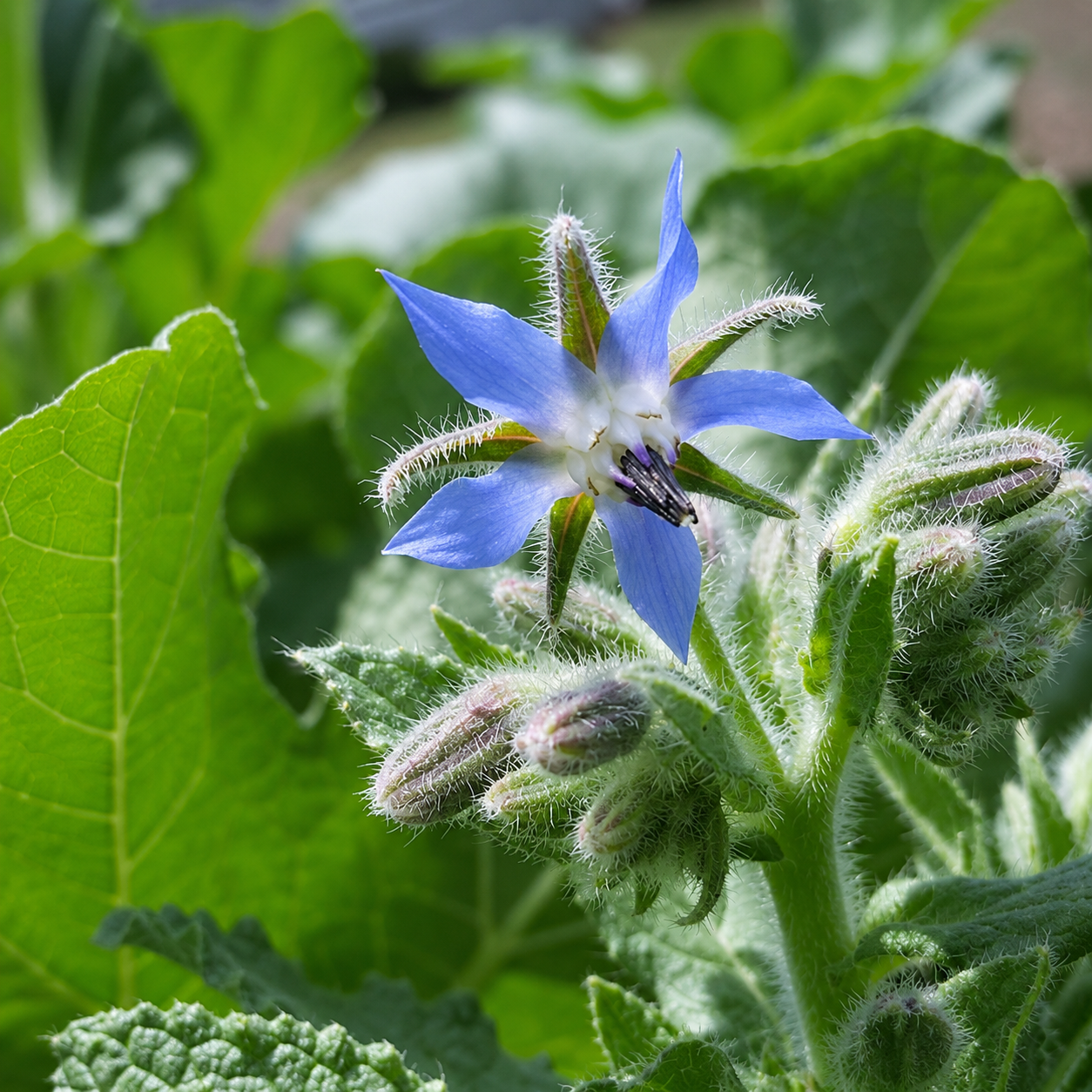 Greenhaus Gardening Borage Seeds Drought-Tolerant Herb for Garden Cover Crop