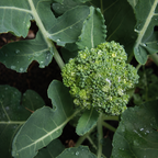Greenhaus Gardening Broccoli Seeds Main Head and Side Shoot Harvest Variety