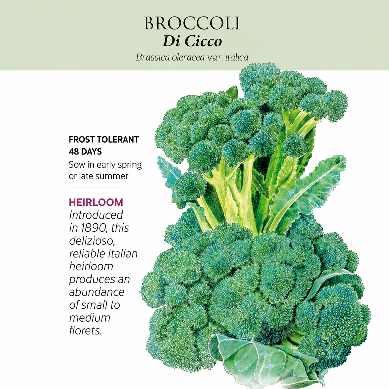 Greenhaus Gardening Broccoli Seeds Main Head and Side Shoot Harvest Variety