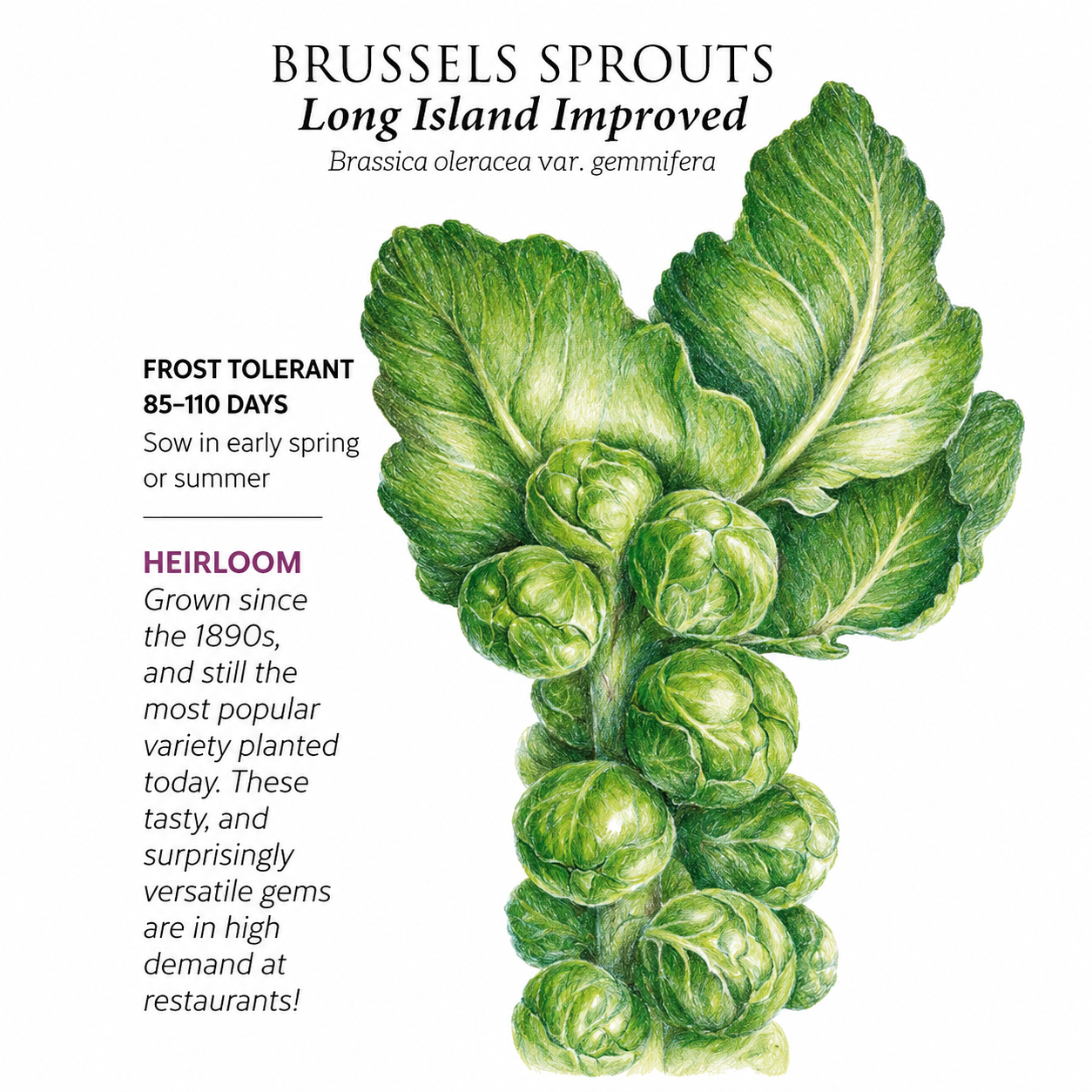 Greenhaus Gardening Brussels Sprouts Seeds Frost-Tolerant Sprouts for Fresh Harvests