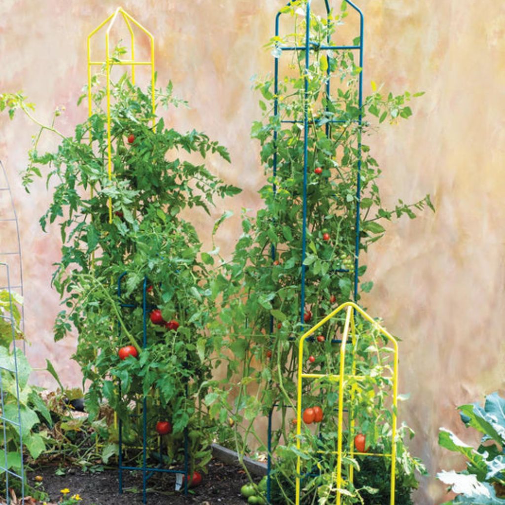 Greenhaus Gardening Tomato Towers Set of 2, Heavy Duty Plant Supports