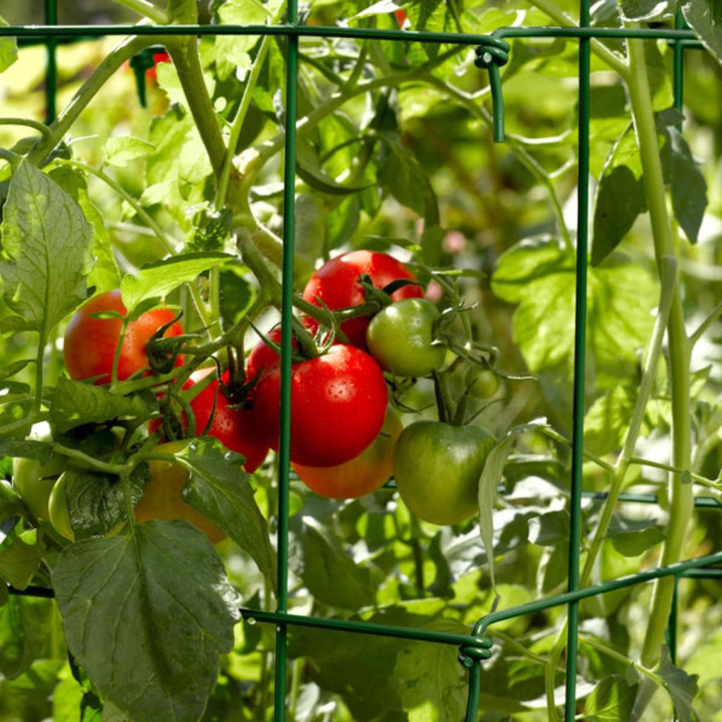 Greenhaus Gardening Tomato Cages Set of 4, Weather Resistant Plant Supports