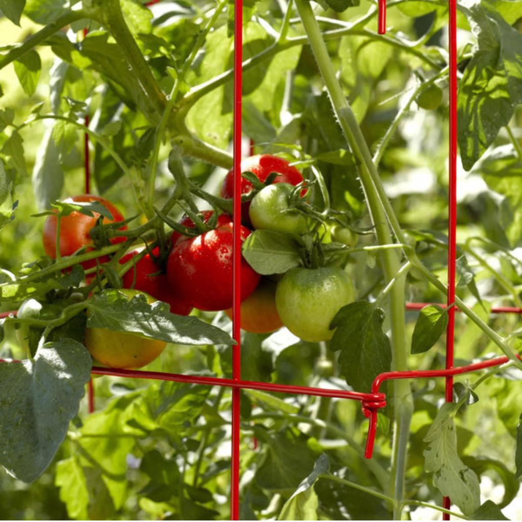 Greenhaus Gardening Tomato Cages Set of 4, Weather Resistant Plant Supports