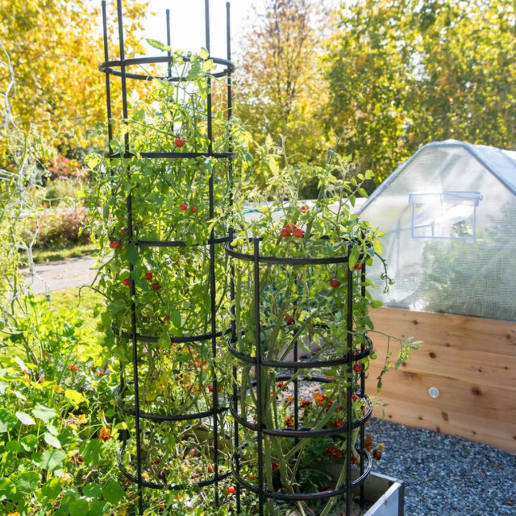 Greenhaus Gardening Tomato Cage Supports Set of 3, Sturdy Steel Construction