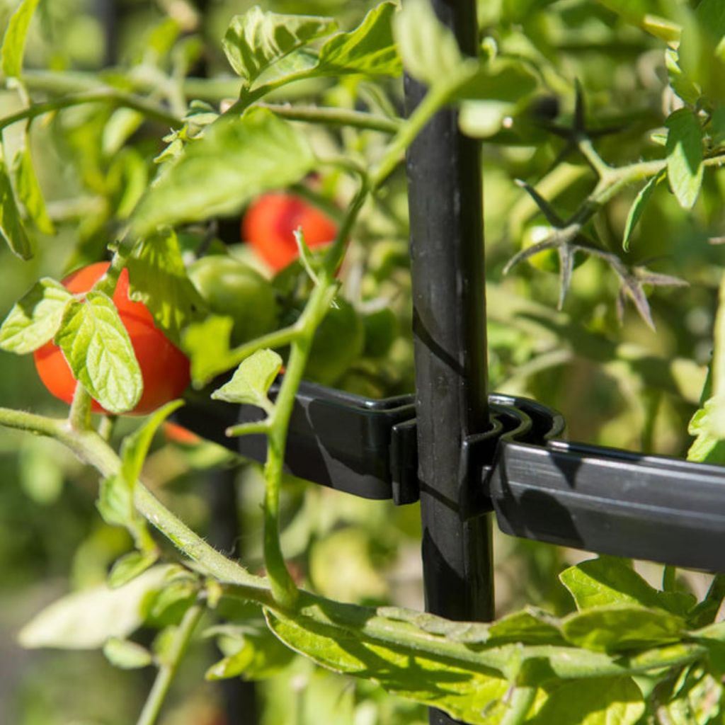 Greenhaus Gardening Tomato Cage Supports Set of 3, Sturdy Steel Construction