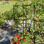 Greenhaus Gardening Tomato Cage Supports Set of 3, Sturdy Steel Construction