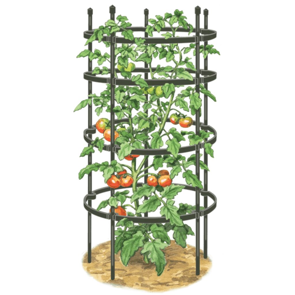 Greenhaus Gardening Tomato Cage Supports Set of 3, Sturdy Steel Construction