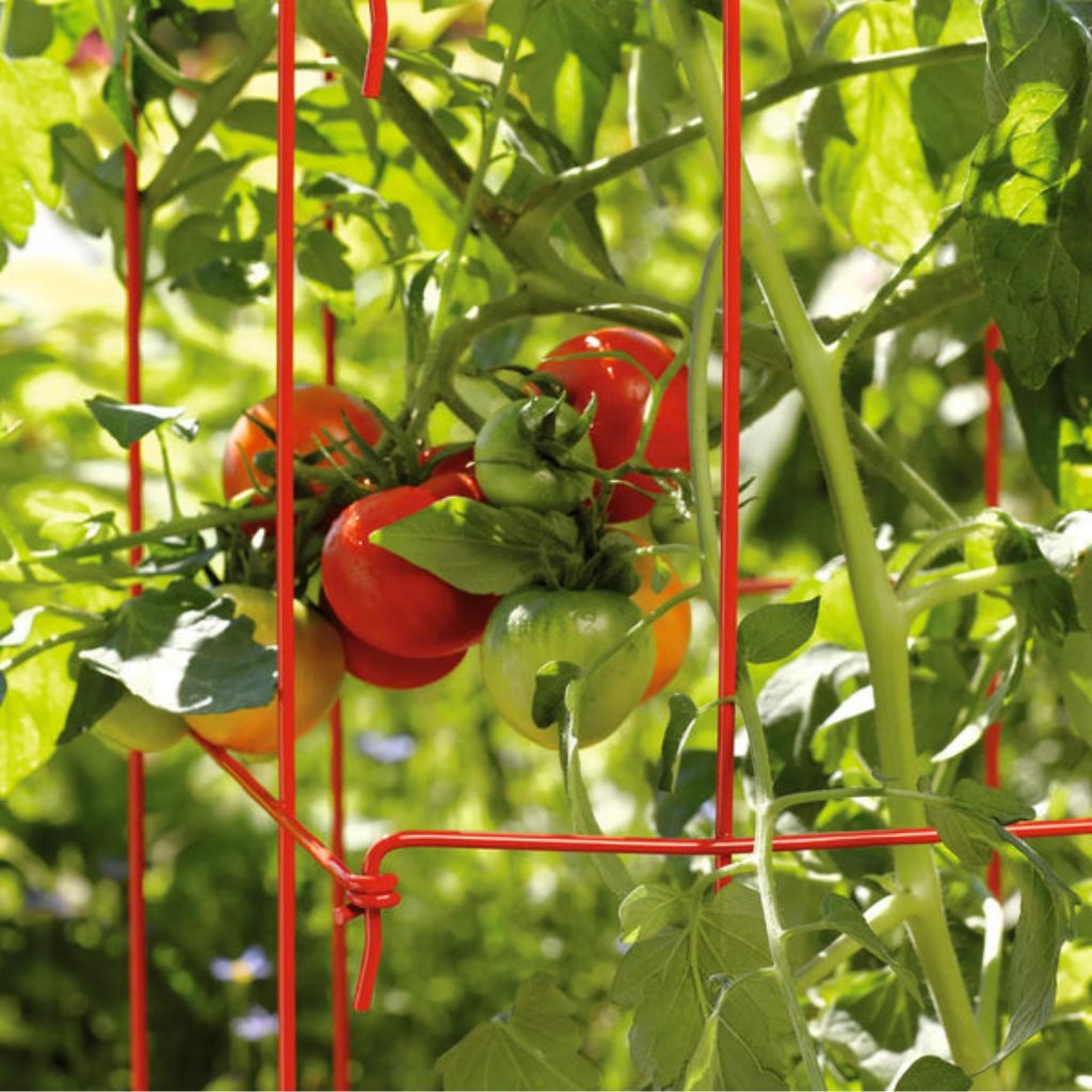 Greenhaus Gardening Tomato Cage Set of 2, Heavy-Duty Plant Support Towers