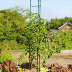 Greenhaus Gardening Modular Tomato Ladder Set of 6, Heavy Duty Plant Supports