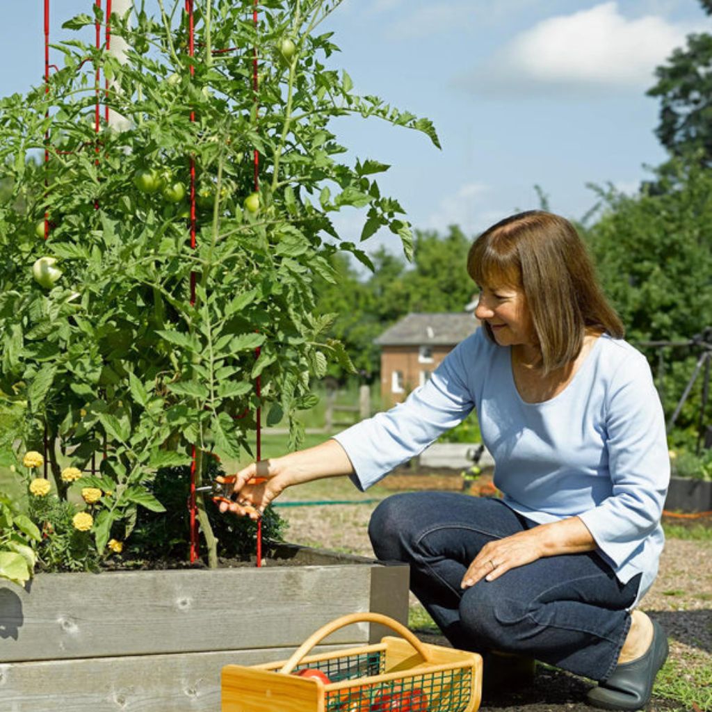 Greenhaus Gardening Modular Tomato Ladder Set of 6, Heavy Duty Plant Supports