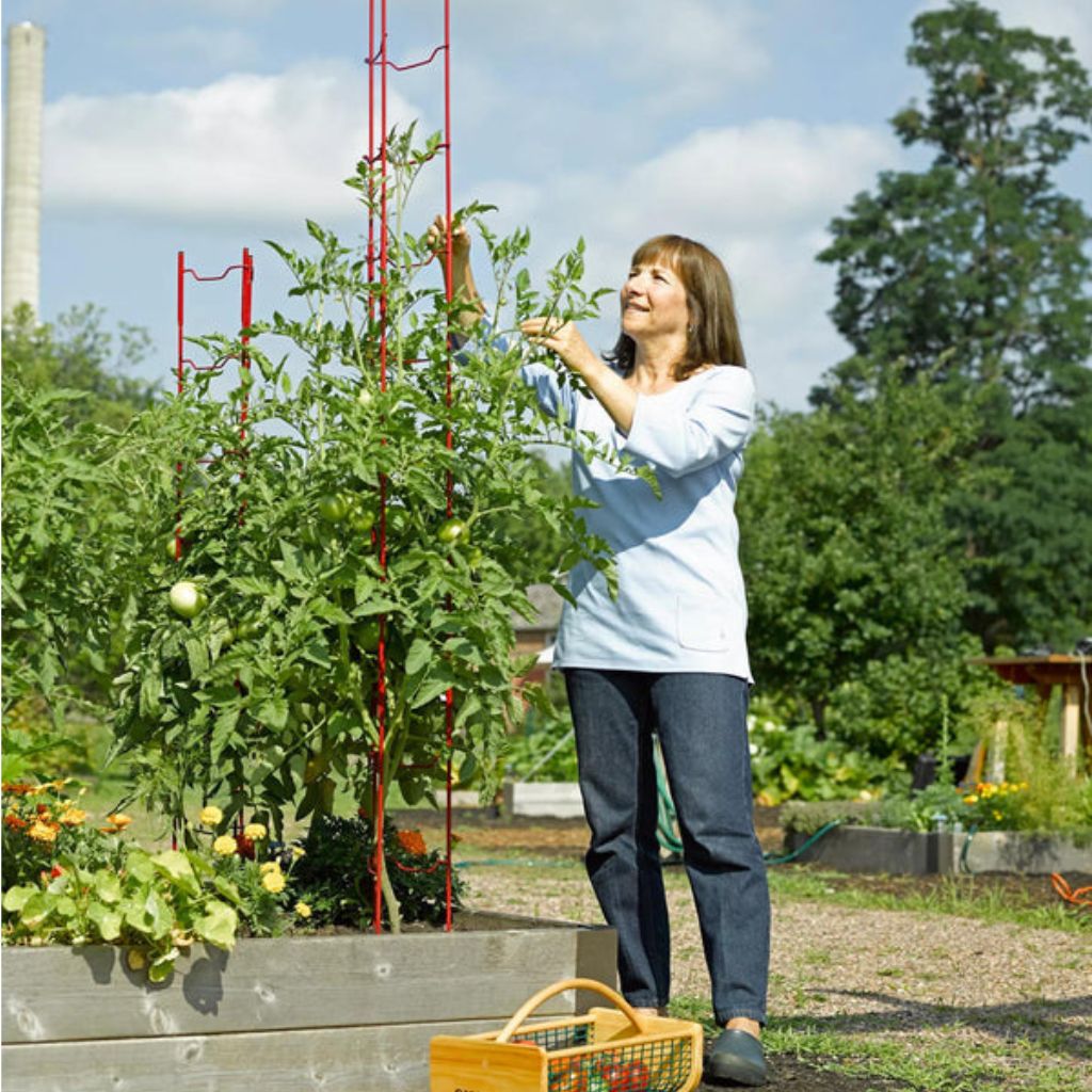 Greenhaus Gardening Modular Tomato Ladder Set of 6, Heavy Duty Plant Supports