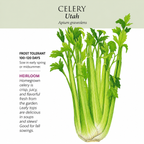 Greenhaus Gardening Celery Seeds Crisp Juicy Celery for Vegetable Gardens