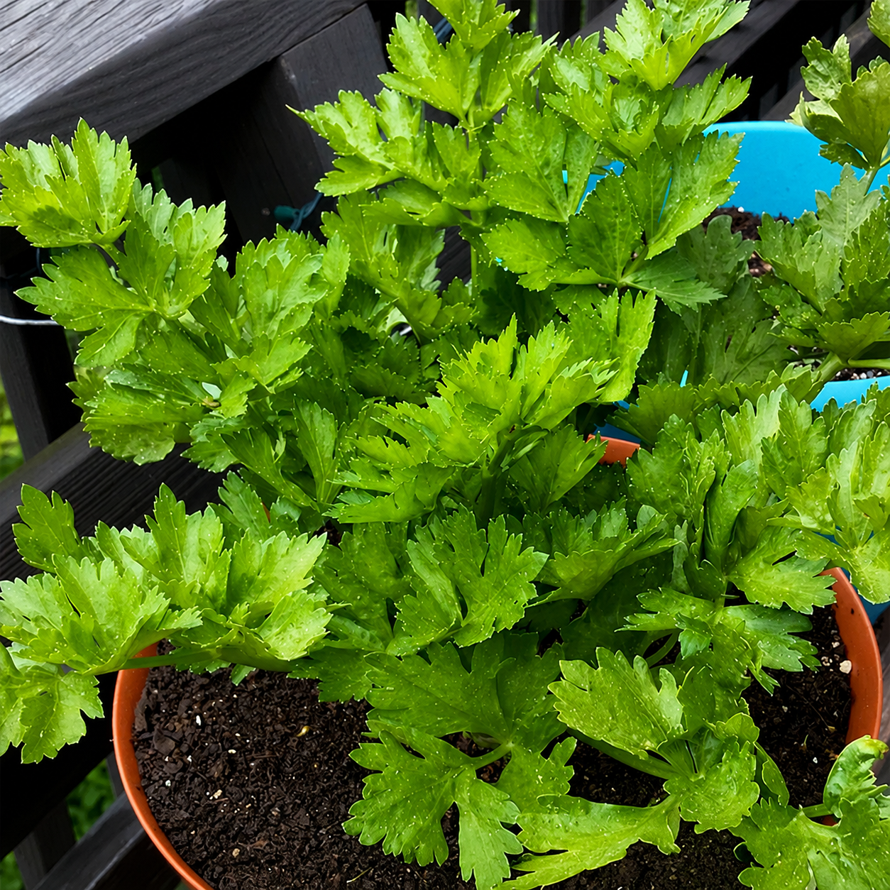 Greenhaus Gardening Celery Seeds Crisp Juicy Celery for Vegetable Gardens