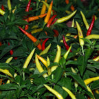 Greenhaus Gardening Chile Pepper Seeds Cayenne Blend for Hot Sauce Gardens