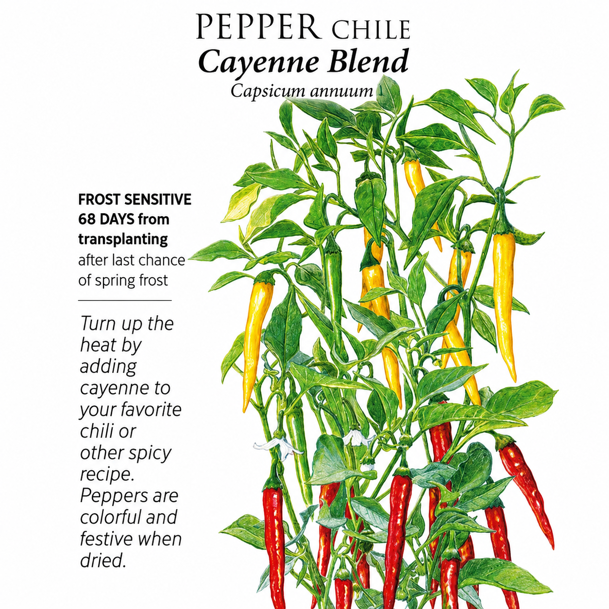 Greenhaus Gardening Chile Pepper Seeds Cayenne Blend for Hot Sauce Gardens