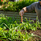 GreenHaus Gardening Heavy-Duty Cultivator Tool for Weeding & Soil Aeration