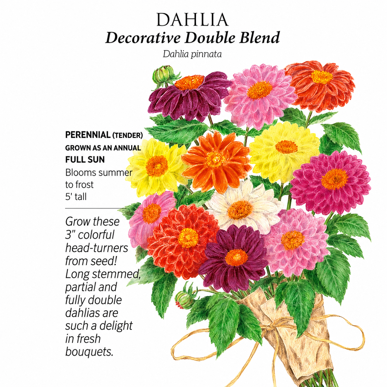 Greenhaus Gardening Dahlia Seeds Colorful Double Blooms for Flower Gardens