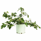 Greenhaus Gardening Fig Tree Fignomenal Dwarf Plant for Home Gardens