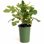 Greenhaus Gardening Fig Tree Fignomenal Dwarf Plant for Home Gardens