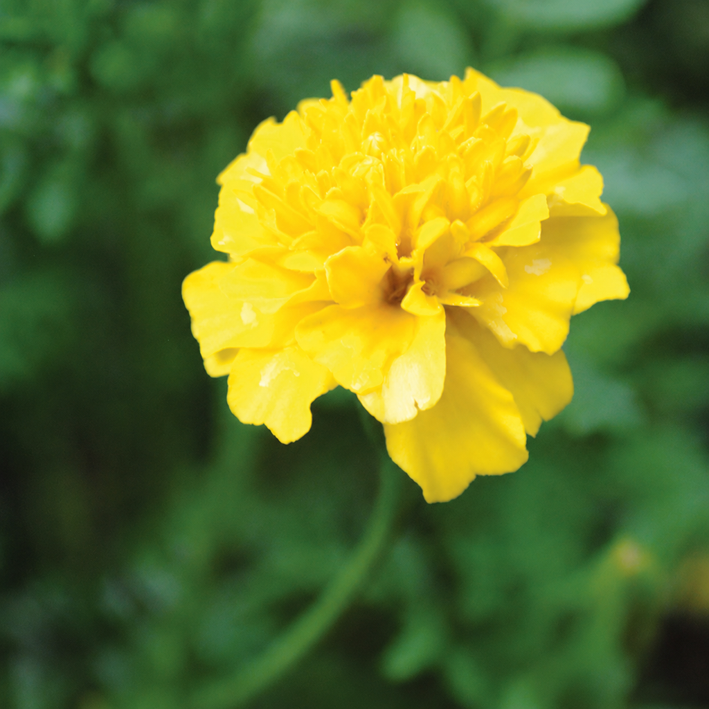 Greenhaus Gardening Marigold Seeds Edible French Marigold Flowers for Garnish