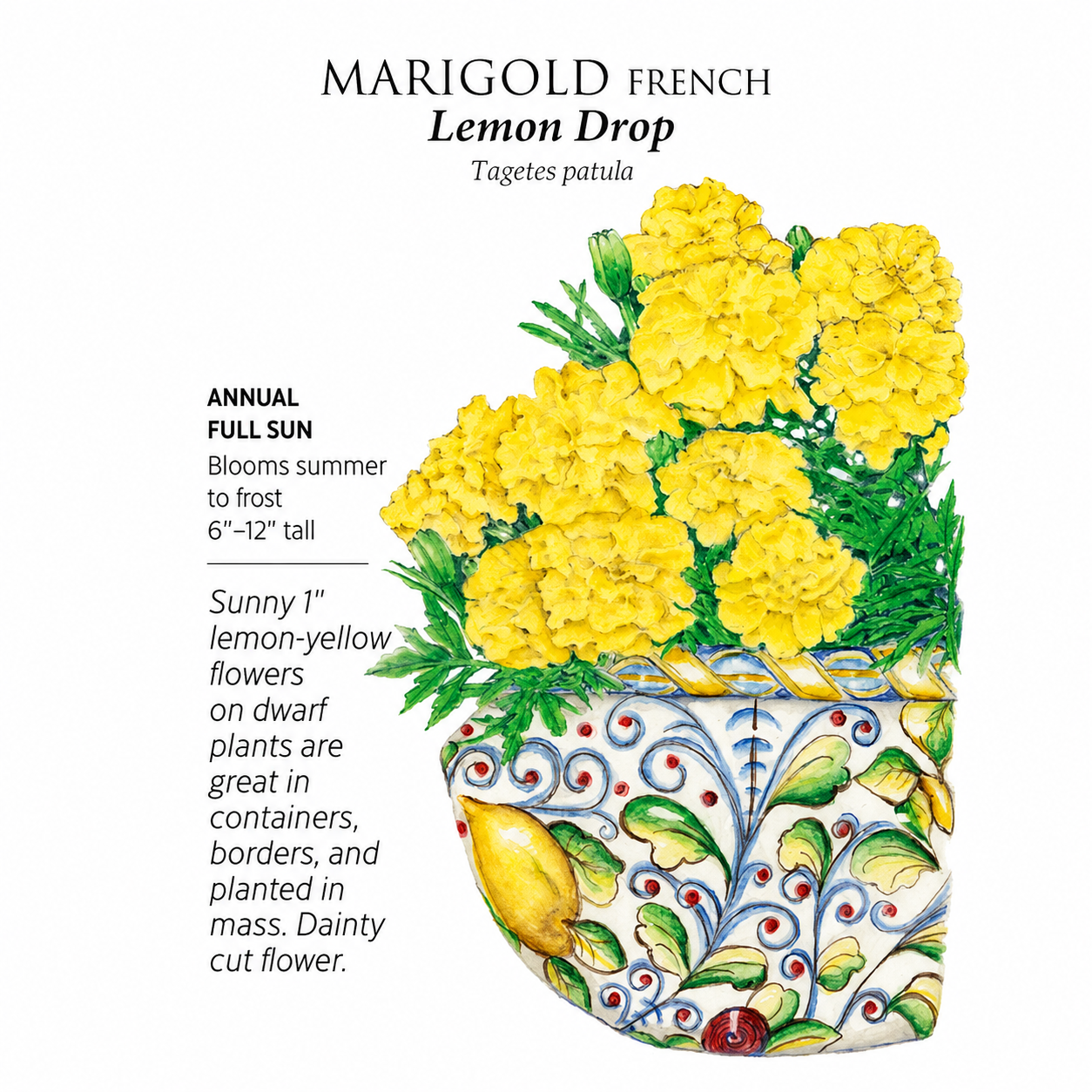 Greenhaus Gardening Marigold Seeds Edible French Marigold Flowers for Garnish