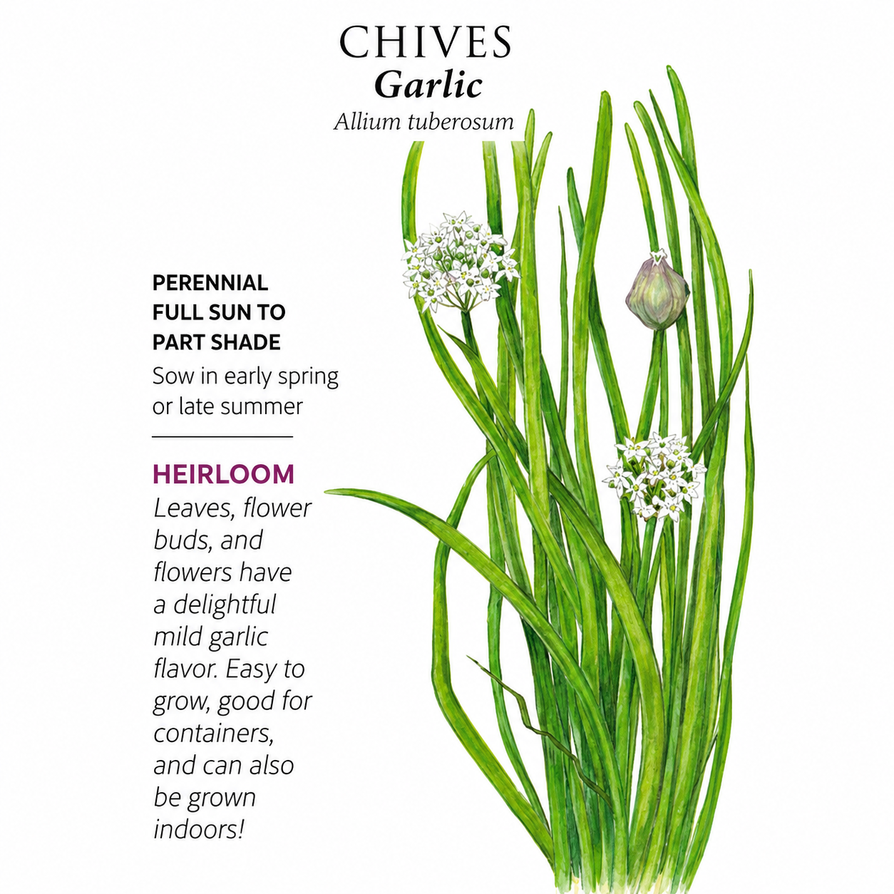 Greenhaus Gardening Garlic Chives Seeds Edible Flower Herb for Pollinator Gardens