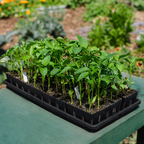 GreenHaus Gardening Deep Root Nursery Grow Pot
