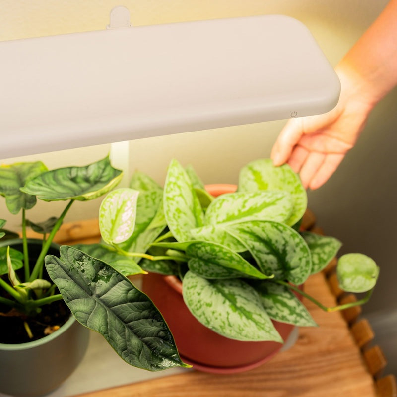 GreenHaus Gardening Full Spectrum Grow Light with Adjustable Height Stand