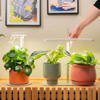 GreenHaus Gardening Full Spectrum Grow Light with Adjustable Height Stand
