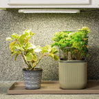 Greenhaus Gardening Full Spectrum LED Grow Light for Seed Starting, Herbs & Indoor Plants