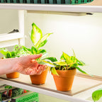 Greenhaus Gardening Full Spectrum LED Grow Light for Seed Starting, Herbs & Indoor Plants