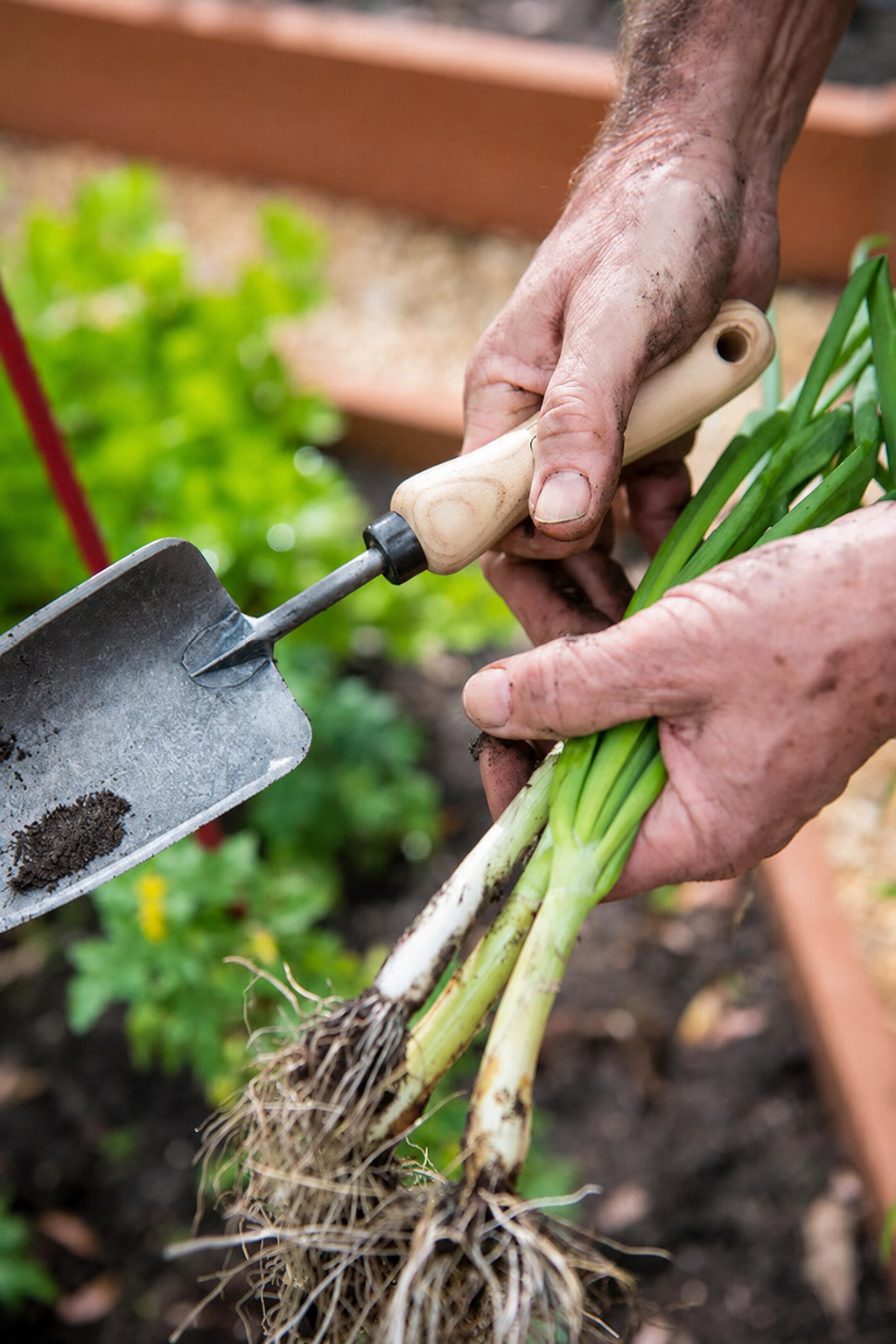 Greenhaus Gardening Hand Garden Trowel, Durable Digging Tool