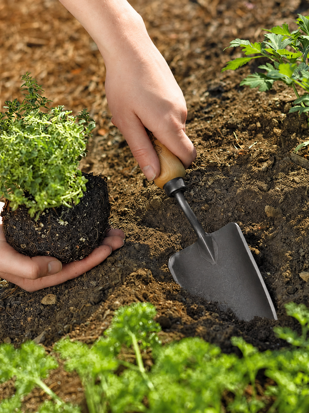 Greenhaus Gardening Hand Garden Trowel, Durable Digging Tool