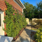 Greenhaus Gardening Garden Trellis Panel, Weatherproof Steel Vine Support