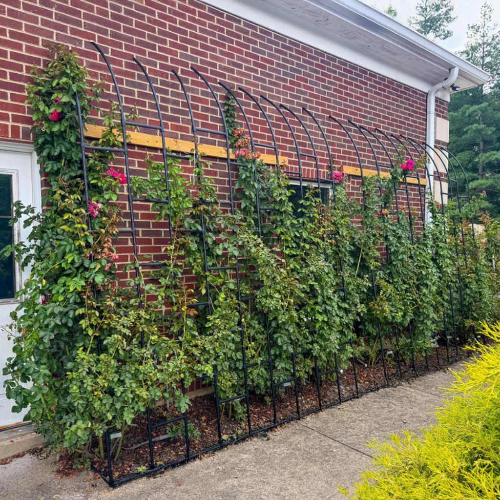 Greenhaus Gardening Garden Trellis Panel, Weatherproof Steel Vine Support