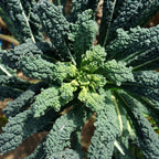 Greenhaus Gardening Kale Seeds Lacinato Dinosaur Heirloom Tuscan Kale