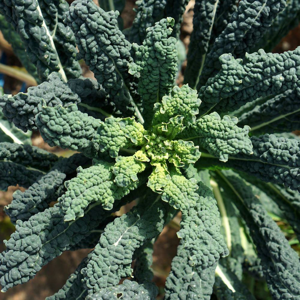 Greenhaus Gardening Kale Seeds Lacinato Dinosaur Heirloom Tuscan Kale