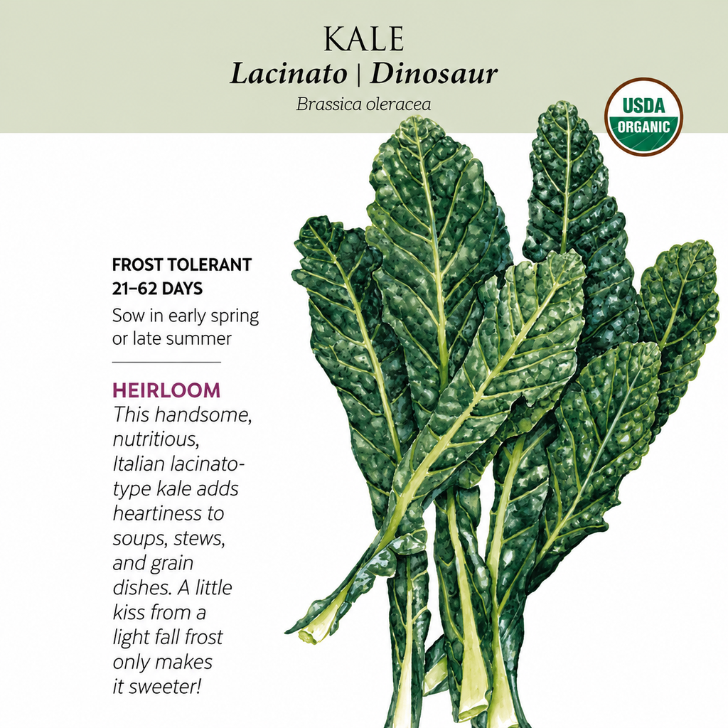 Greenhaus Gardening Kale Seeds Lacinato Dinosaur Heirloom Tuscan Kale