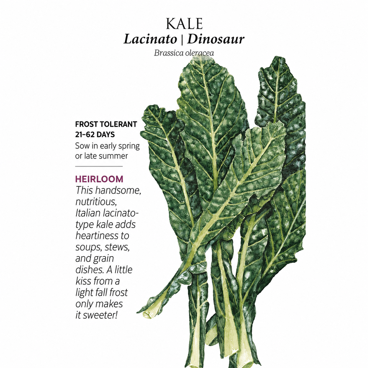 Greenhaus Gardening Kale Seeds Lacinato Dinosaur Heirloom Tuscan Kale