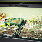 GreenHaus Gardening LED Grow Light Bar with Full Spectrum & Smart Preset Modes