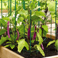 Greenhaus Gardening Pepper & Eggplant Stackable Stakes Set of 3, Plant Supports